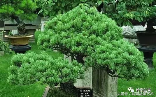 五针松和大阪松哪个好盆栽 (大阪松比五针松哪种更名贵)