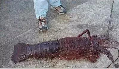 羊口开海！倒计时一天！第一网吃起来！看完哈喇子流一地