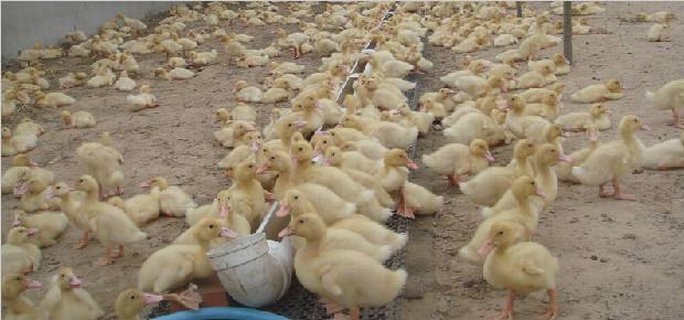 农村养鸭平均一只能赚多少钱,肉鸭养殖的利润与成本真实