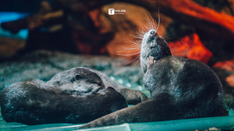 带你一起去泰国看海,回忆那年在泰国踏浪看海