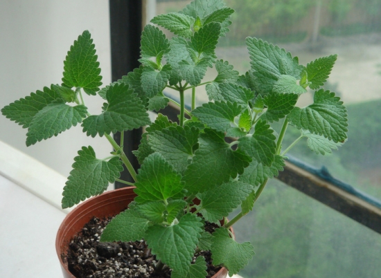 驱蚊虫蟑螂的植物有哪些,驱蟑螂可以养在家的植物