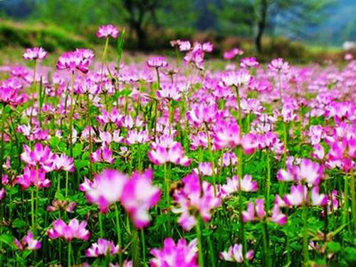 送你一朵小红花彩蛋,送你一朵小红花杨坤版