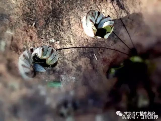 延安甘泉大峡谷桦树沟图片,甘泉雨岔大峡谷桦树沟玩多长时间