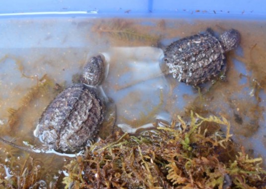 小鳄龟苗怎样养绿毛鳄龟,如何养好鳄龟让鳄龟更凶狠