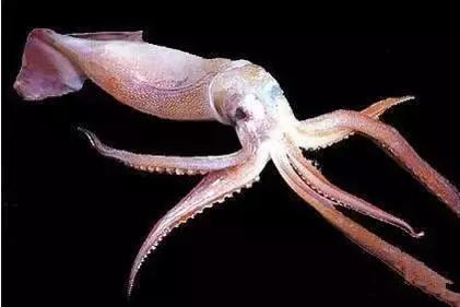 羊口开海！倒计时一天！第一网吃起来！看完哈喇子流一地