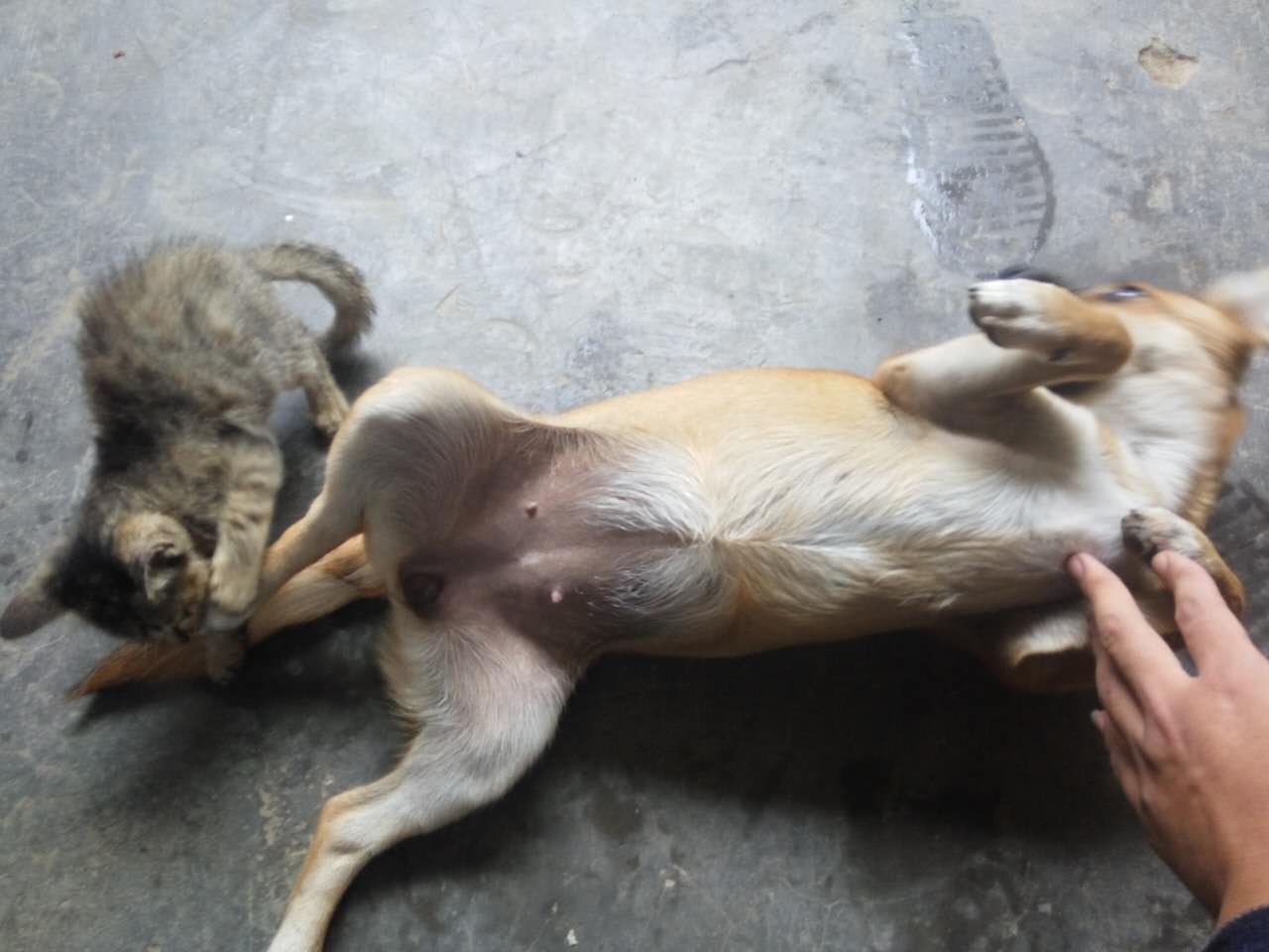 农村土狗和泰迪,农村泰迪和土狗