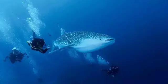 爱上邮轮的十个理由,爱上潜水的理由