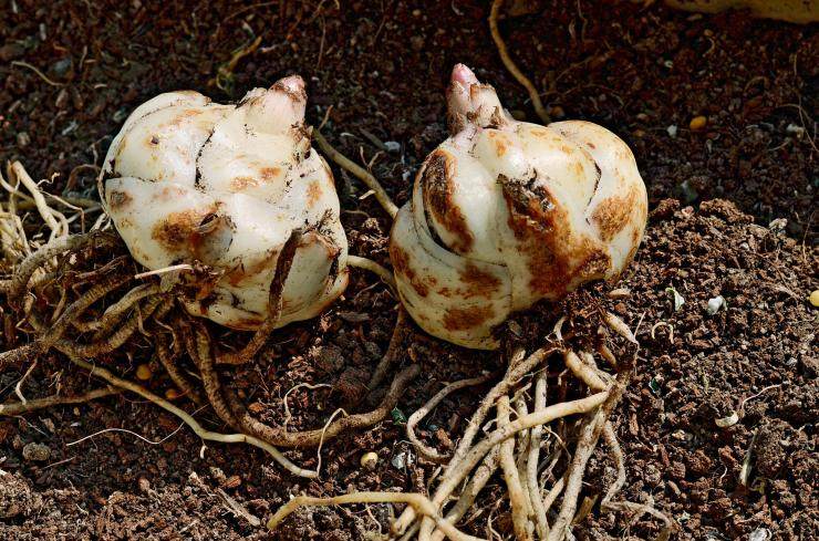 不养多肉种百合，犯二家庭玩转种球植物基本介绍！