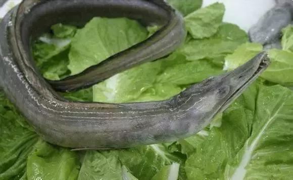 羊口开海！倒计时一天！第一网吃起来！看完哈喇子流一地