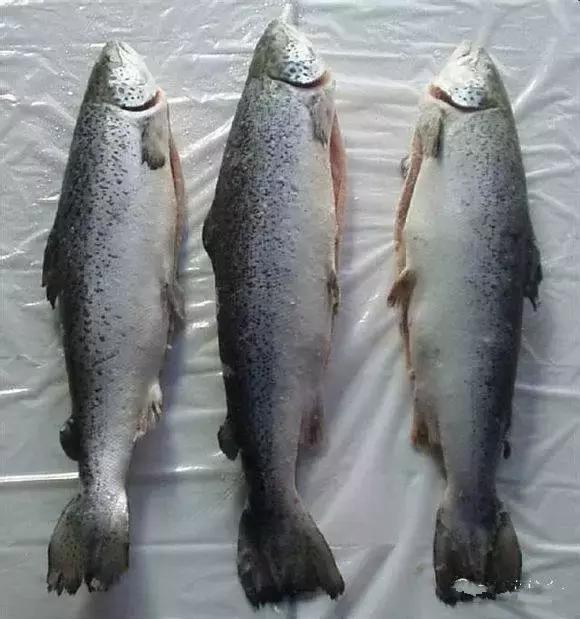 羊口开海！倒计时一天！第一网吃起来！看完哈喇子流一地