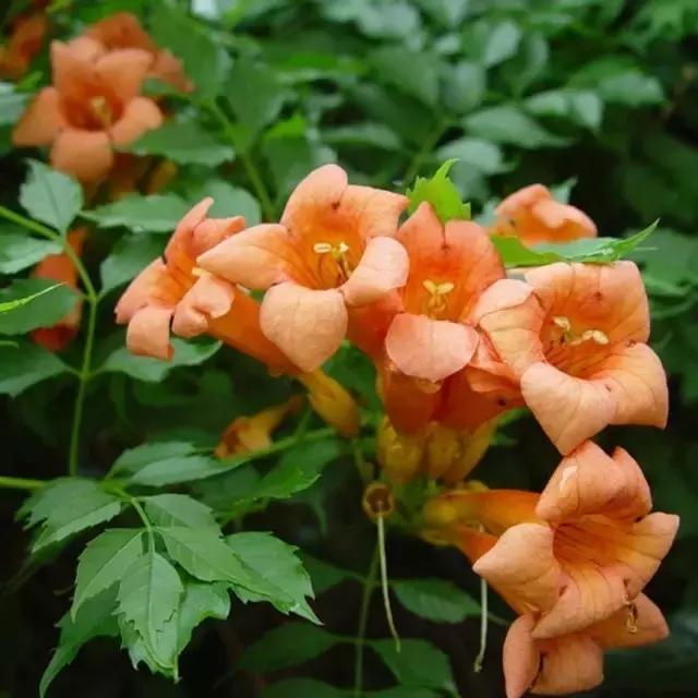 凌霄盆景如何养护,凌霄盆栽植物