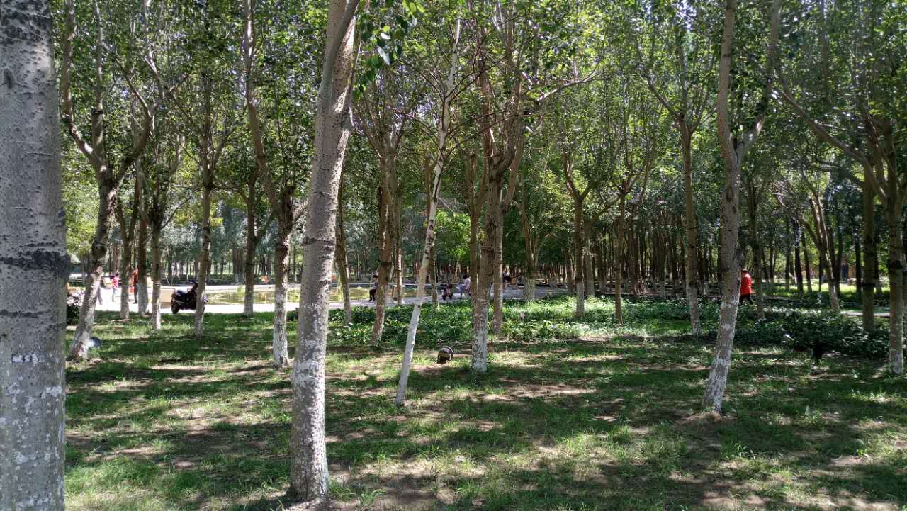 沈阳长白岛森林公园有海吗,游沈阳的长白岛森林公园400字作文