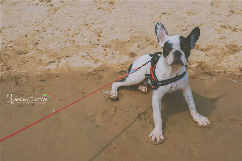 带着狗狗去旅行秦皇岛,带着狗狗旅居