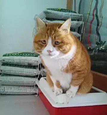 猫咪拉稀怎么治最快,猫咪拉稀怎么办快速治疗