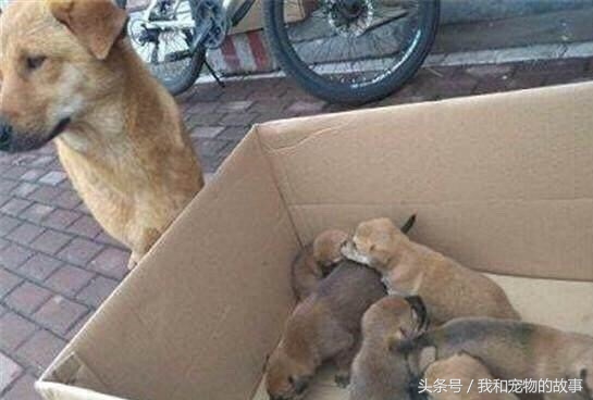 中华田园犬被主人卖到狗肉车上,中华田园犬被卖了偷跑回来