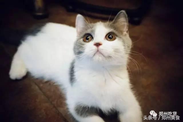 喵~铲屎官注意，郑州东区这家小店各种萌喵环绕，桌上披萨有料！