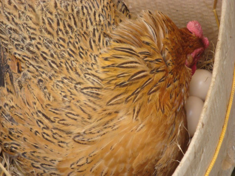 中国农民养这10动物不仅做宠物还赚钱,感情深了更是满满地感动