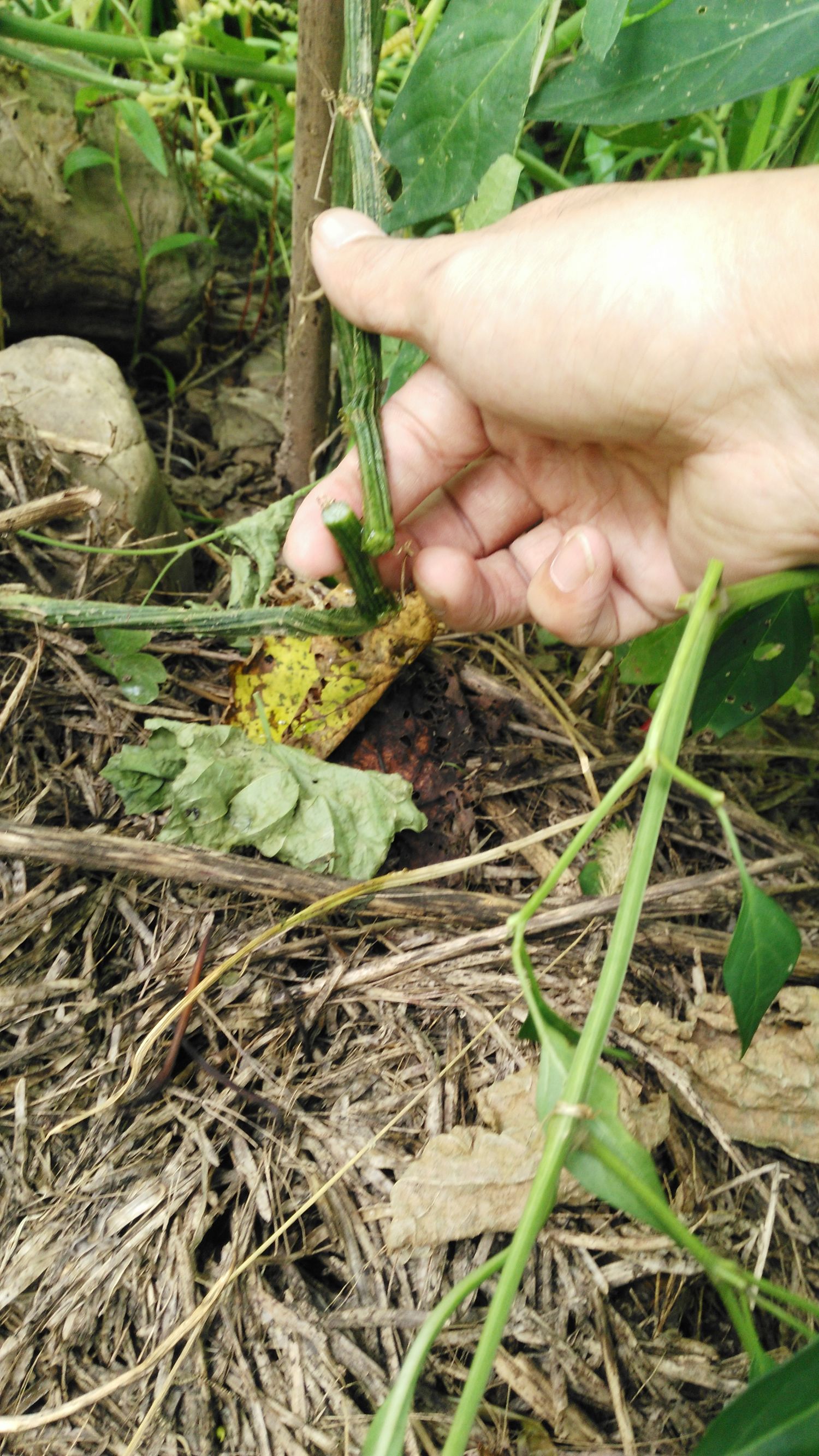 丝瓜汤治咽炎的偏方,丝瓜水治慢性咽炎一天喝几次