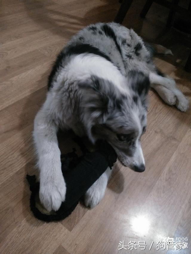 你们的边牧都是怎么养的,养一只大的边牧还可以听话吗