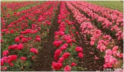 沙漠种植的玫瑰花,种花但不摘花