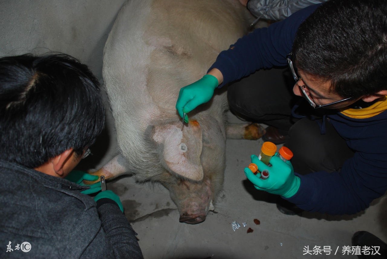 聚维酮碘猪场,水产用聚维酮碘真假鉴别