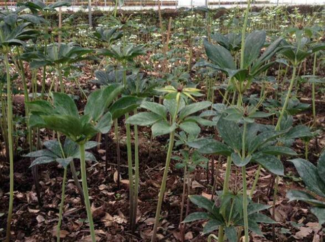 解蛇毒的中草药央视,云南白药药粉能解蛇毒吗