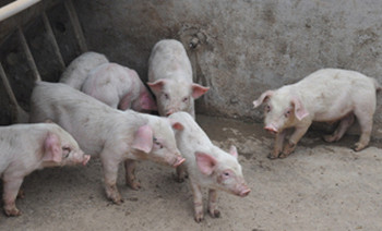 小猪渗出性皮炎照片,猪渗出性皮炎的原因和治疗方案