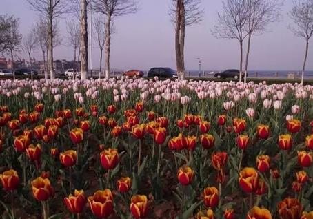 烟台踏青最佳方案,烟台最好的踏青方法是什么