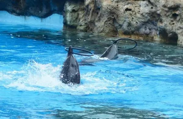 珠海横琴长隆海洋王国有什么,横琴口岸坐车珠海长隆海洋王国