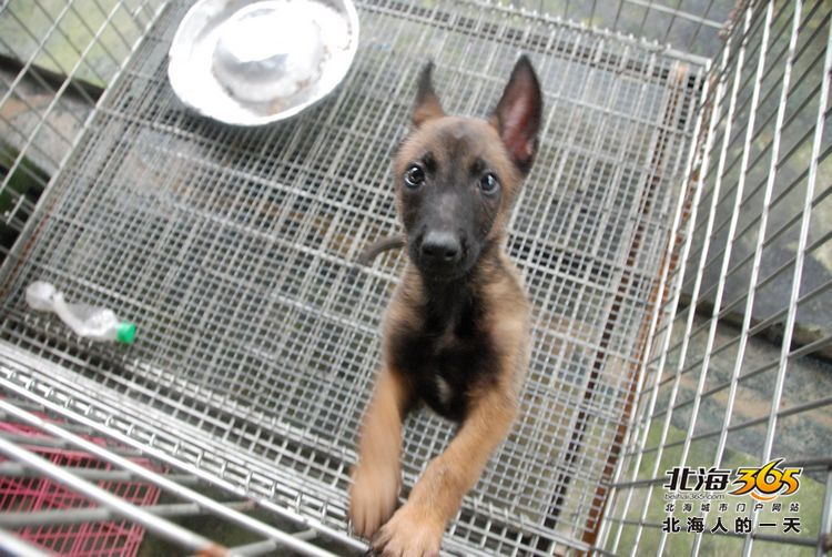 陈荣华北海,北海人的一天