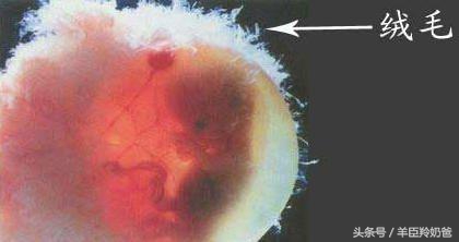 为了孩子的健康妈妈一定要知道,孕期检查妈妈为省钱