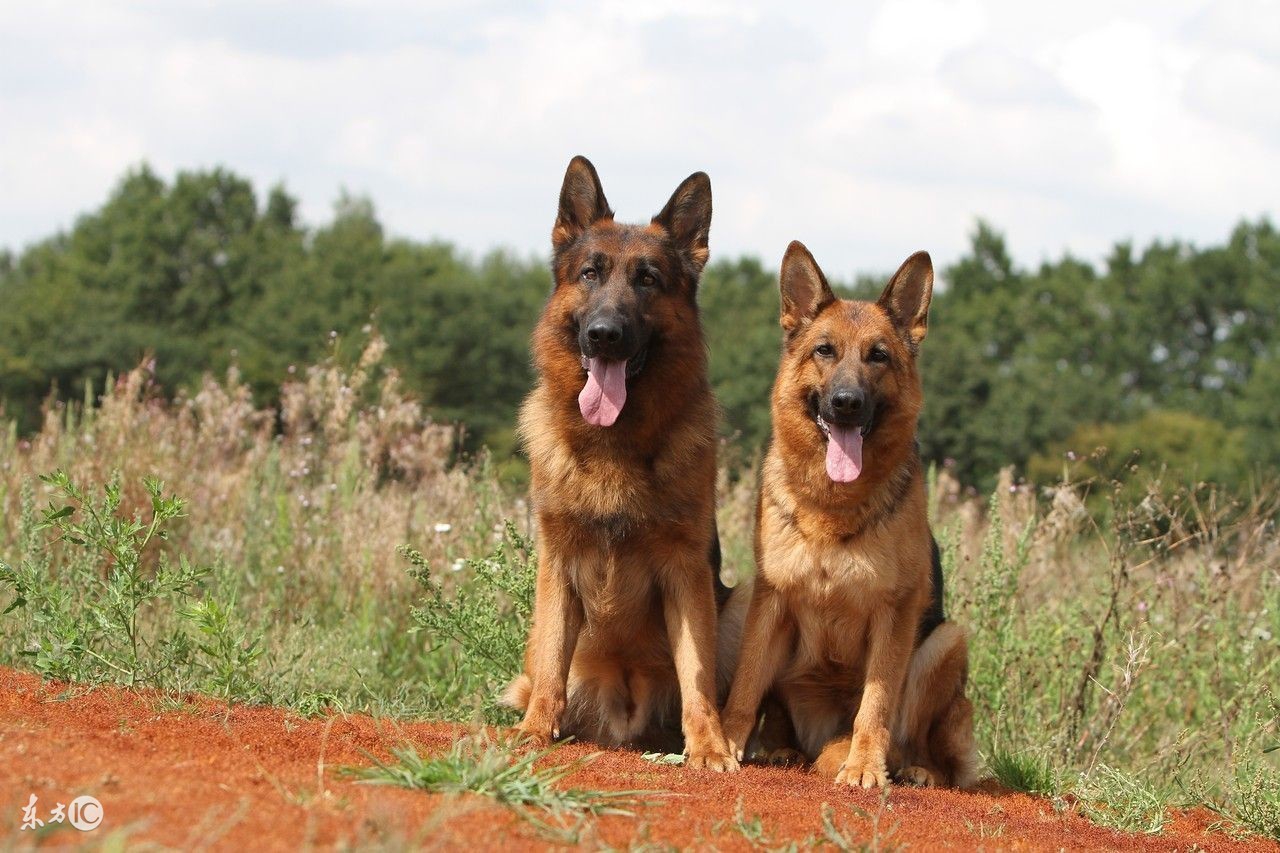 关于德牧的4个冷知识,关于德牧的那些事