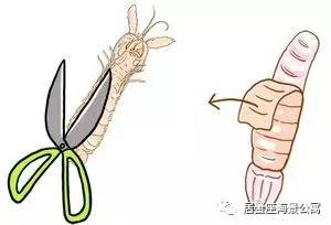 攻略|老渔民亲传“扒虾秘籍”,皮皮虾我们走!