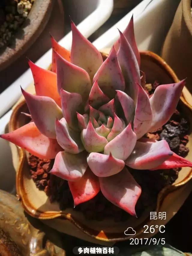 夕阳西下,养多肉的人没有在天涯,在家!