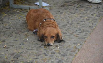 天气转凉怎么给狗狗补充营养,天气热该怎么养狗狗好呢