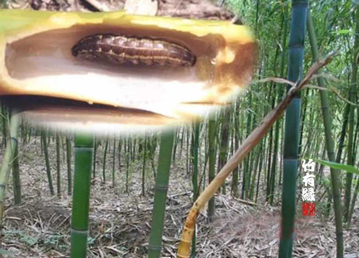竹病害最佳防治方法,竹子养护小知识