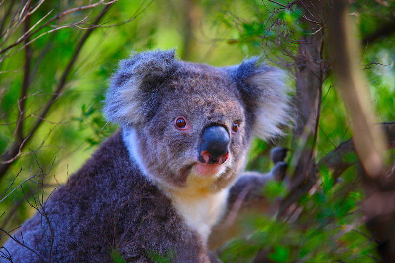 澳洲最值得入手的10款保健品,给我带回来澳洲必买品清单