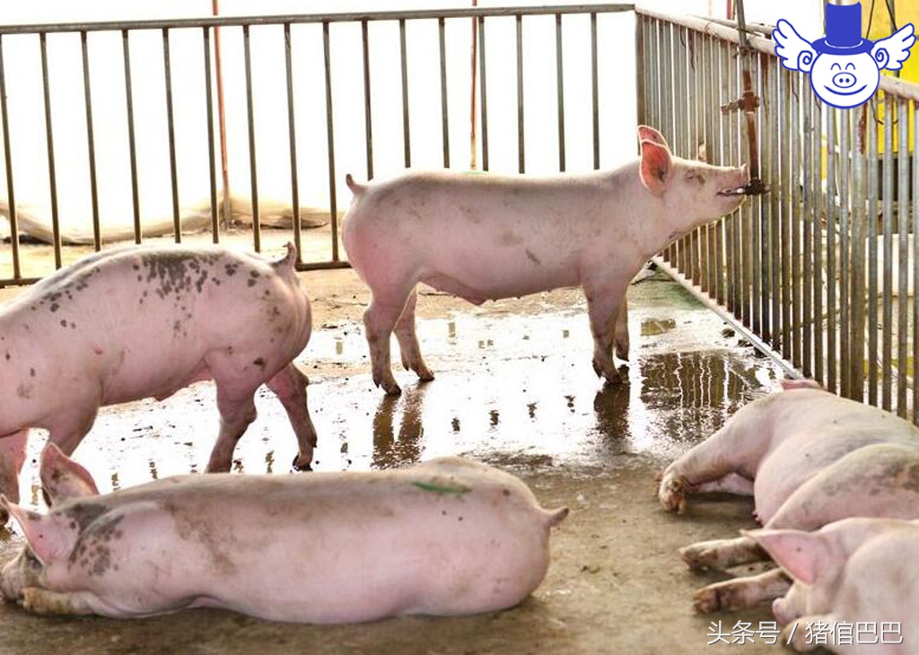 猪场污染处理,猪场水井污染怎么处理