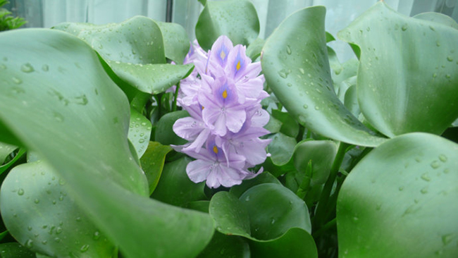 椹湭閮藉鐨勬按钁姦,椹湭閮借瘎浠锋按钁姦