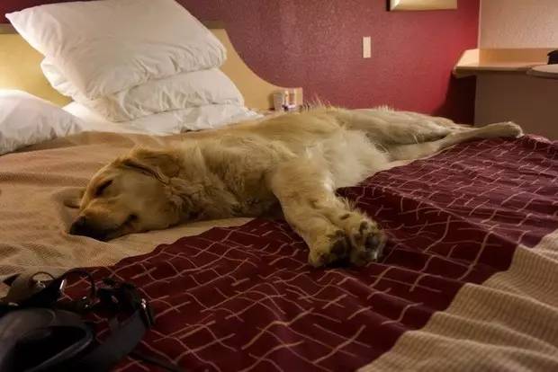 酒店可以带宠物狗入住吗,哪些酒店可以带狗狗入住