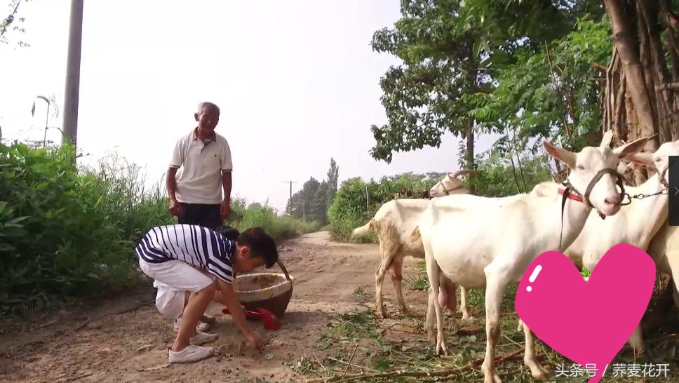 红豆的毒性有多大,红豆毒性是什么