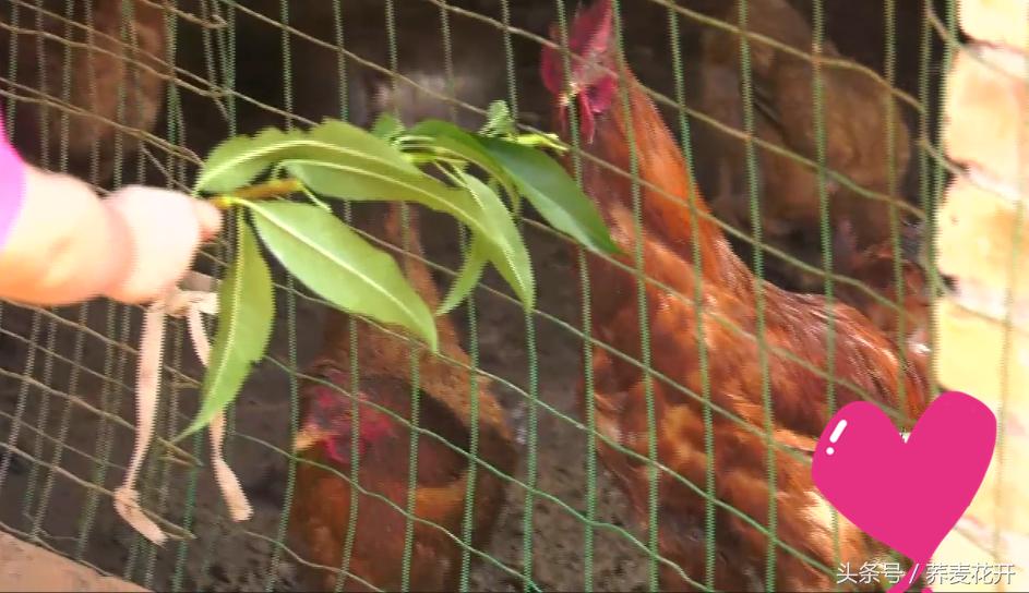 红豆的毒性有多大,红豆毒性是什么