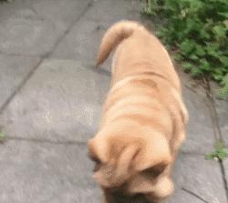 中华田园犬在其他国家是名犬吗,中华田园犬八大名犬国家保护动物