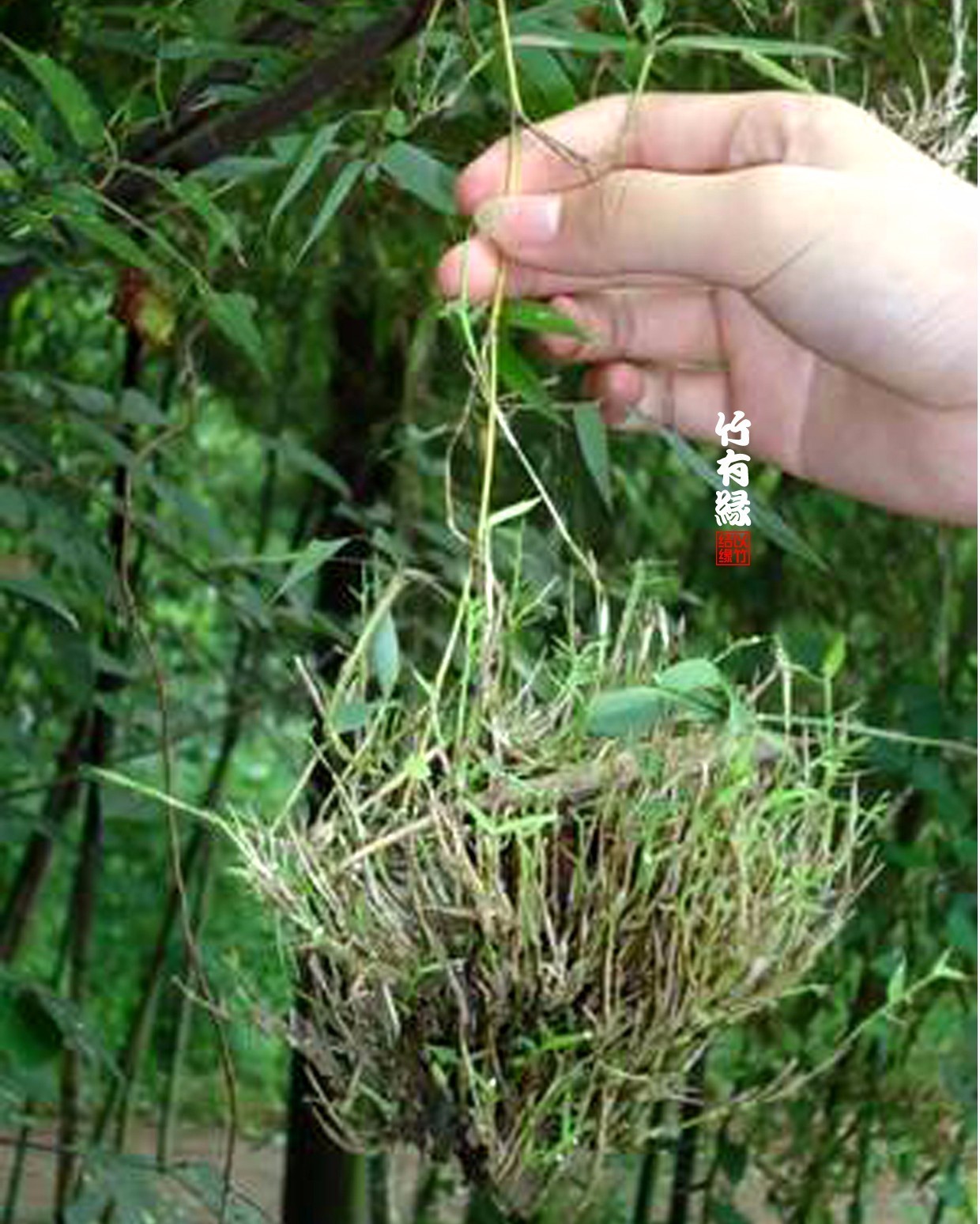 竹病害最佳防治方法,竹子养护小知识