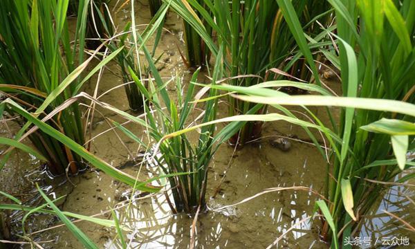 水稻秧苗黑条萎缩用什么药,水稻黑茎根腐病怎么治疗