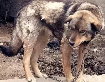 中华田园犬在其他国家是名犬吗,中华田园犬八大名犬国家保护动物