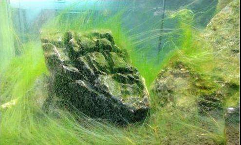 水草缸里面的丝藻怎么去除,水草缸除丝藻能力很强的是啥鱼