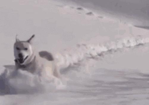 哈士奇刷新了我对二哈的认知,这只哈士奇颠覆了我对二哈的看法