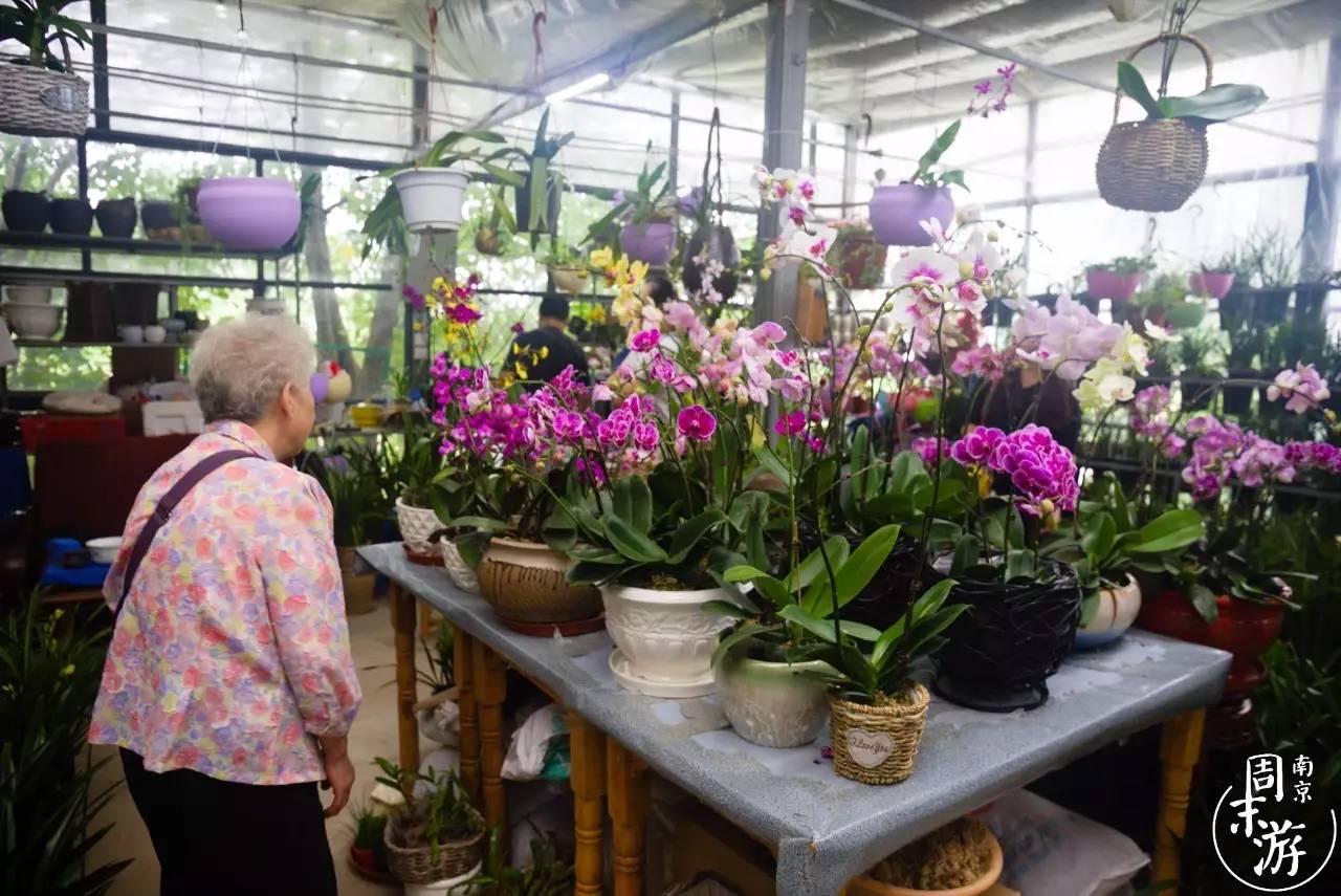 逛各种花鸟市场,南京花鸟鱼虫市场失火