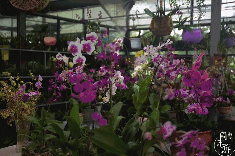 南京的花鸟市场在什么地方,南京夫子庙花鸟鱼虫市场